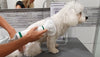 6 Simple Steps for Getting Your Dog Comfortable with a Dog Hair Dryer