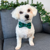 Personalized Pine Boughs Dog Bow Tie Collar & Leash