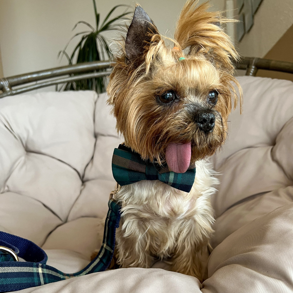 Personalized Gentleman's Plaid Dog Bow Tie Collar