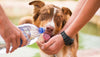 8 Simple Tips for Keeping Your Dog Hydrated This Summer!