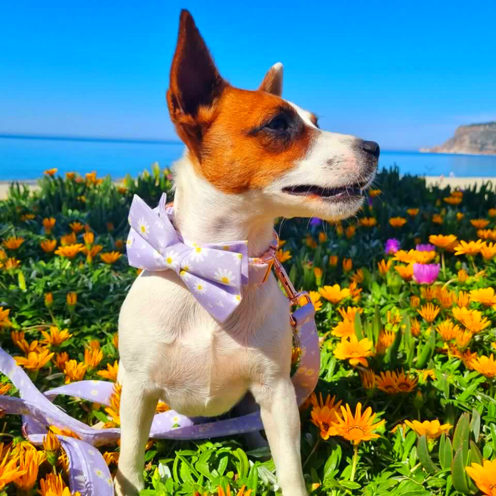Personalized Purple Daisy Dog Bow Tie Collar