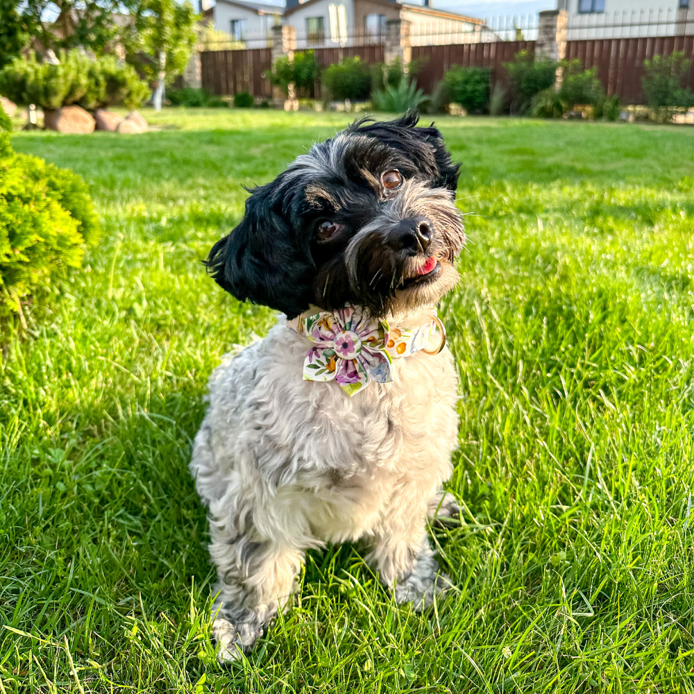 Personalized Wildflower Meadow Dog Collar