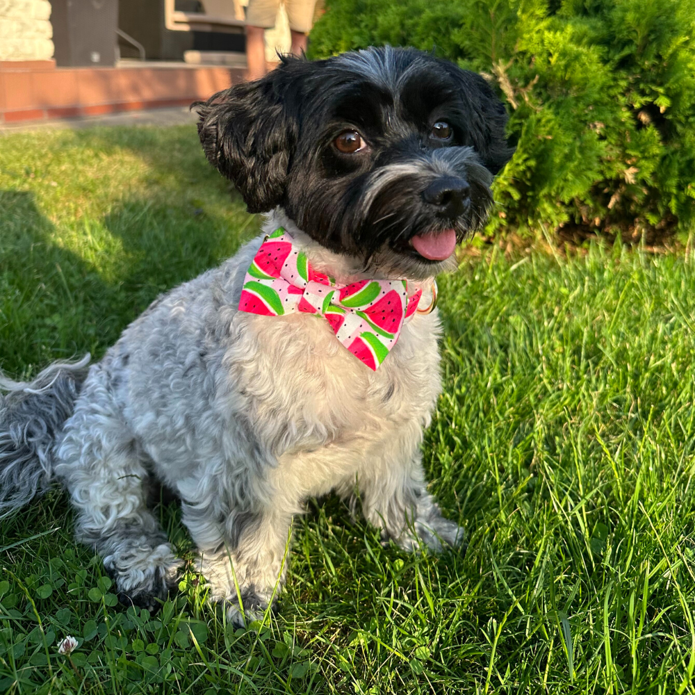 Personalized Watermelon Dog Bow Tie Collar & Leash