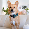 Load image into Gallery viewer, Personalized Gentleman&#39;s Plaid Dog Bow Tie Collar &amp; Leash