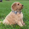 Rustic Elegance Dog Bow Tie Collar