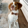 Cider Plaid Dog Bow Tie Collar