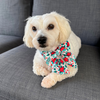 Poinsettia Dog Sailor Bow Tie Collar