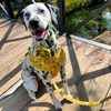 Adjustable Dog Harness - Yellow Flower