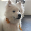 Load image into Gallery viewer, Personalized Yellow Flower Dog Collar