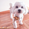 Load image into Gallery viewer, Personalized Yellow Flower Dog Collar &amp; Leash