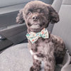 Load image into Gallery viewer, Personalized Dinosaur Bow Tie Collar &amp; Leash