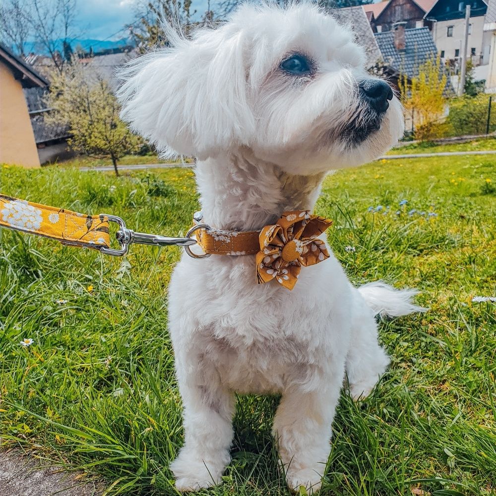 Personalized Yellow Flower Dog Collar & Leash