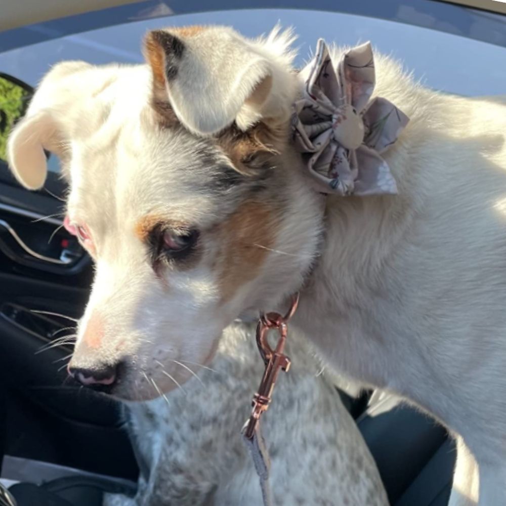 Personalized Grey Flower Dog Collar & Leash