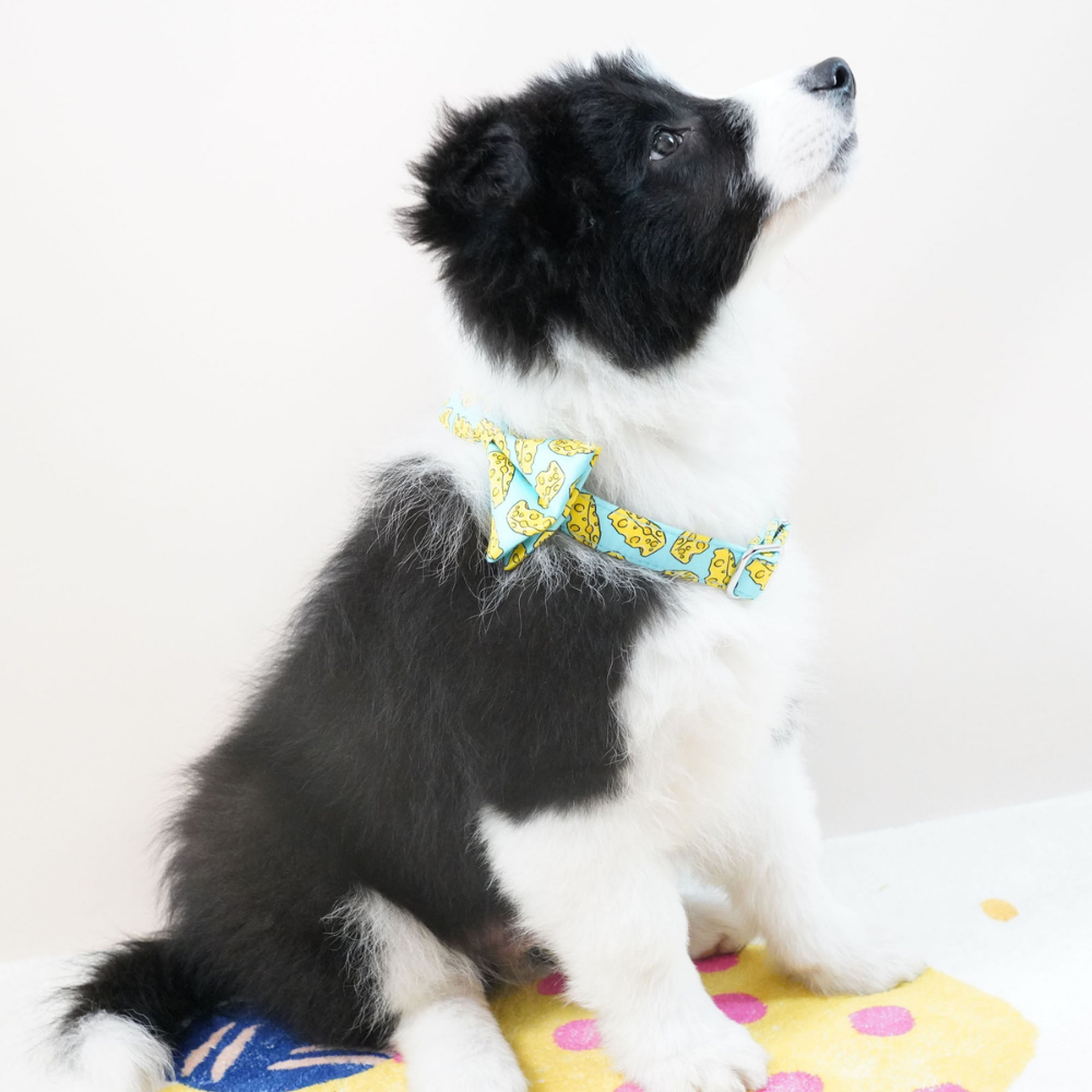 Personalized Cheese Dog Collar Bow Tie Collar