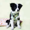 Adjustable Harness - Colorful Green Stripes