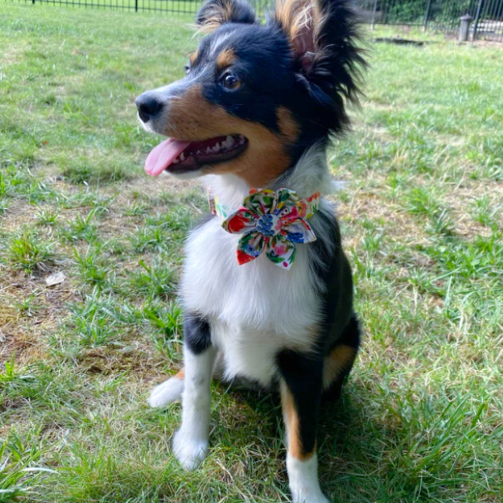 Personalized Petite Petals Dog Flower Collar