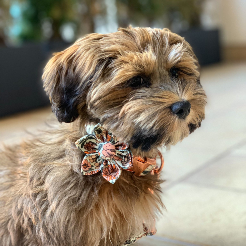 Personalized Boho Flowers Dog Flower Collar
