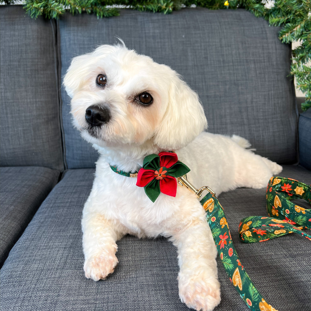 Personalized Christmas Wonder Dog Collar