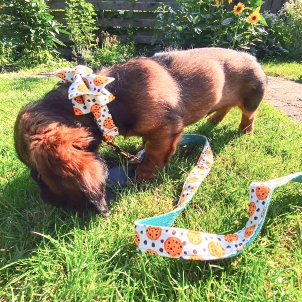 Personalized Cookies Dog Bow Tie Collar & Leash
