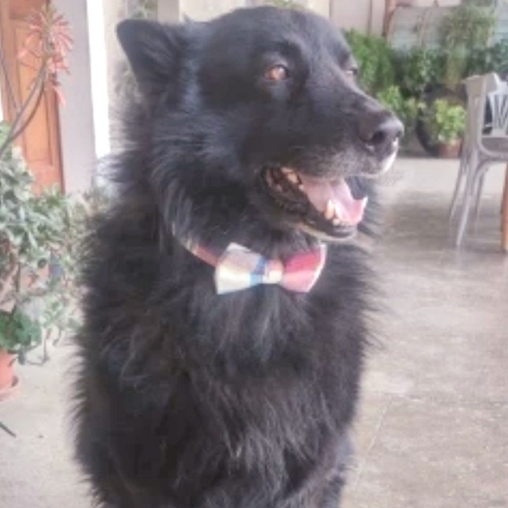 Personalized Classy Plaid Dog Bow Tie Collar