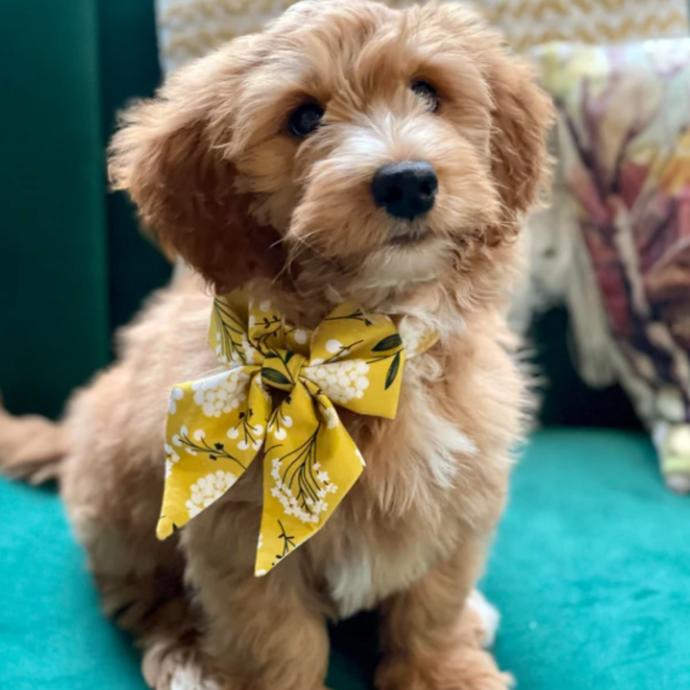 Personalized Yellow Flower Dog Sailor Bow Tie Collar