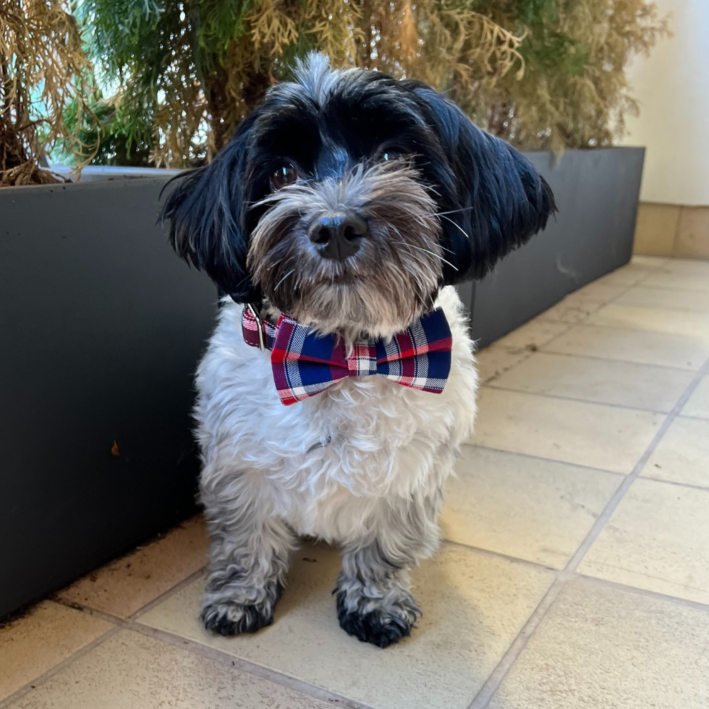 Personalized Red Plaid Bow Tie Collar
