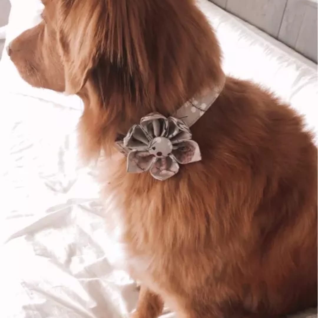Personalized Grey Flower Dog Collar & Leash