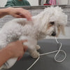 Load and play video in Gallery viewer, 2 in 1 Low Noise &amp; Temperature Dog Grooming Dryer